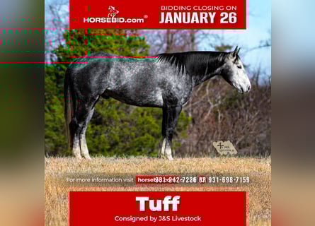 American Quarter Horse, Gelding, 6 years, 15.1 hh, Grey