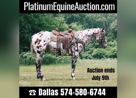 American Quarter Horse, Gelding, 6 years, 15,1 hh, Leopard-Piebald