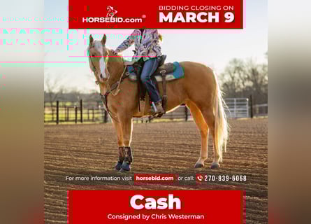 American Quarter Horse, Gelding, 6 years, 15.1 hh, Palomino