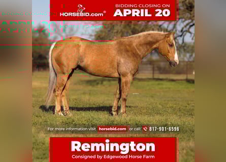 American Quarter Horse, Gelding, 6 years, 15.1 hh, Palomino