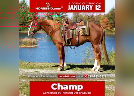 American Quarter Horse, Gelding, 6 years, 15.1 hh, Sorrel