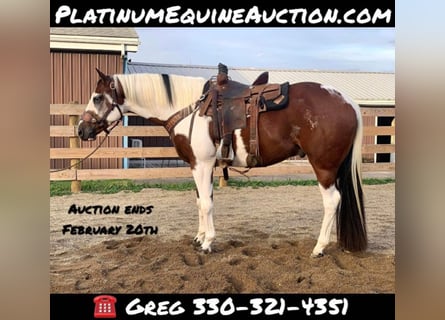 American Quarter Horse, Gelding, 6 years, 15.1 hh, Tobiano-all-colors