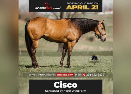American Quarter Horse, Gelding, 6 years, 15.2 hh, Buckskin