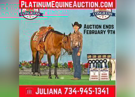 American Quarter Horse, Gelding, 6 years, 15.2 hh, Dun