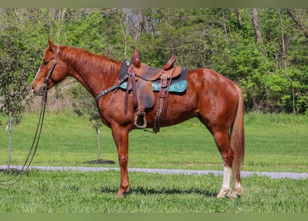 American Quarter Horse, Gelding, 6 years, 15,2 hh, Sorrel