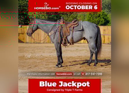 American Quarter Horse, Gelding, 6 years, 15.3 hh, Roan-Blue