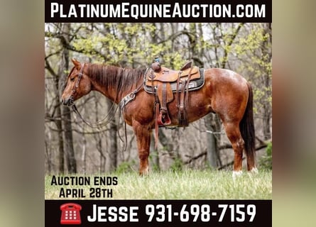 American Quarter Horse, Gelding, 6 years, 15.3 hh, Roan-Red
