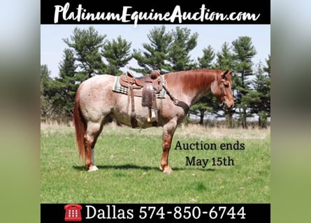 American Quarter Horse, Gelding, 6 years, 15.3 hh, Roan-Red