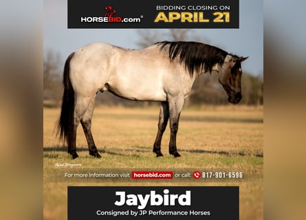 American Quarter Horse, Gelding, 6 years, 15.3 hh