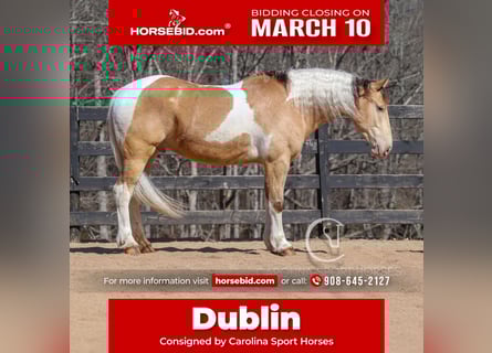 American Quarter Horse Mix, Gelding, 6 years, 15.3 hh