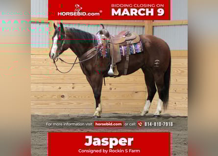 American Quarter Horse, Gelding, 6 years, 15 hh, Bay