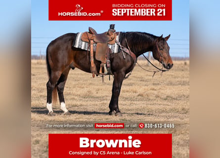 American Quarter Horse, Gelding, 6 years, 15 hh, Bay