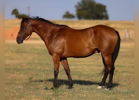 American Quarter Horse, Gelding, 6 years, 15 hh, Bay