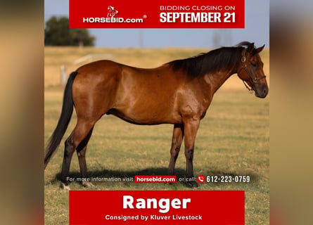 American Quarter Horse, Gelding, 6 years, 15 hh, Bay