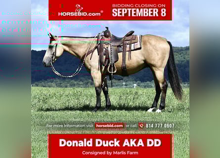 American Quarter Horse, Gelding, 6 years, 15 hh, Buckskin