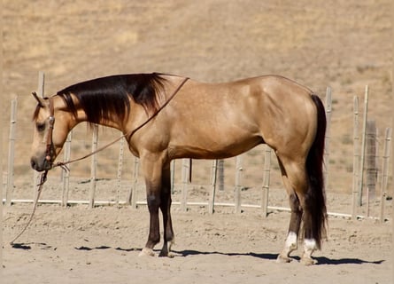 American Quarter Horse, Gelding, 6 years, 15 hh, Buckskin