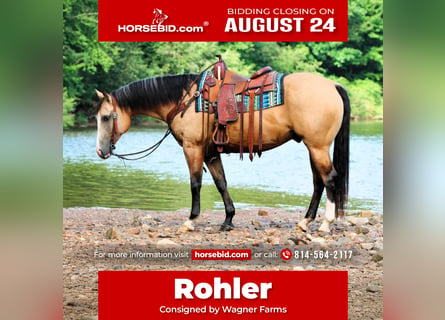 American Quarter Horse, Gelding, 6 years, 15 hh, Buckskin