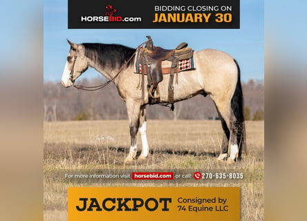 American Quarter Horse, Gelding, 6 years, 15 hh, Buckskin