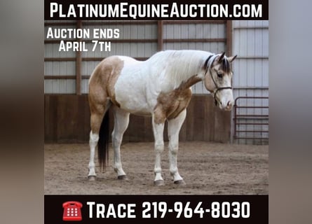American Quarter Horse, Gelding, 6 years, 15 hh, Buckskin