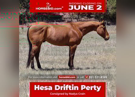 American Quarter Horse, Gelding, 6 years, 15 hh, Dun