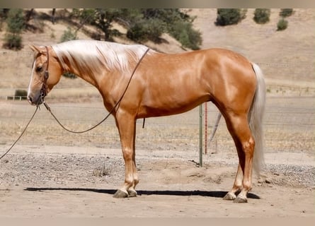 American Quarter Horse, Gelding, 6 years, 15 hh, Palomino