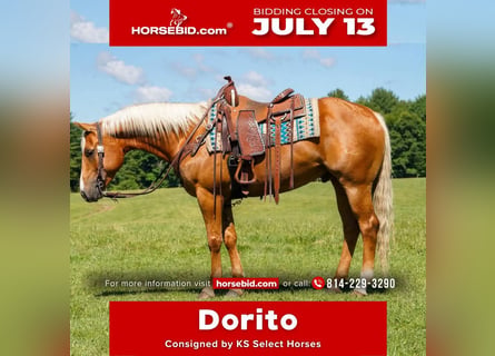 American Quarter Horse, Gelding, 6 years, 15 hh, Palomino
