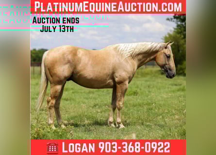 American Quarter Horse, Gelding, 6 years, 15 hh, Palomino