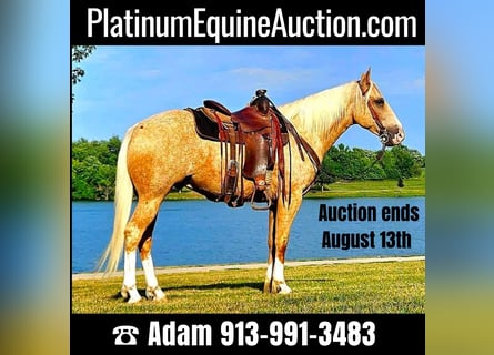American Quarter Horse, Gelding, 6 years, 15 hh, Palomino