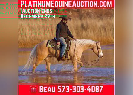 American Quarter Horse, Gelding, 6 years, 15 hh, Palomino