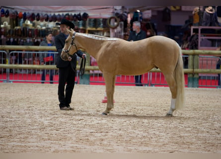 American Quarter Horse, Gelding, 6 years, 15 hh, Palomino