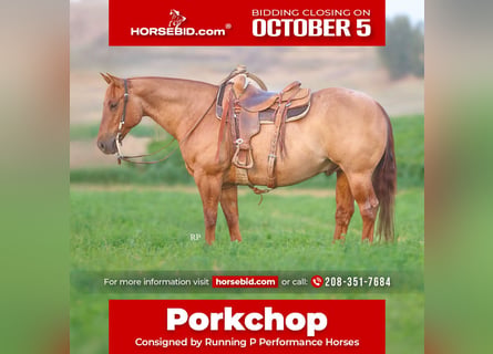 American Quarter Horse, Gelding, 6 years, 15 hh, Red Dun