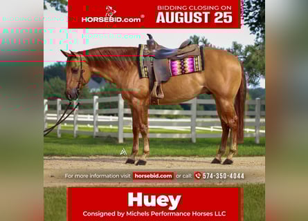 American Quarter Horse, Gelding, 6 years, 15 hh, Red Dun