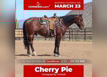 American Quarter Horse, Gelding, 6 years, 15 hh, Roan-Bay