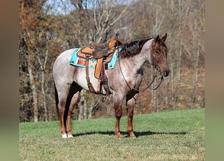 American Quarter Horse, Gelding, 6 years, 15 hh, Roan-Red