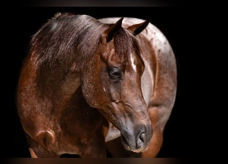 American Quarter Horse, Gelding, 6 years, 15 hh, Roan-Red