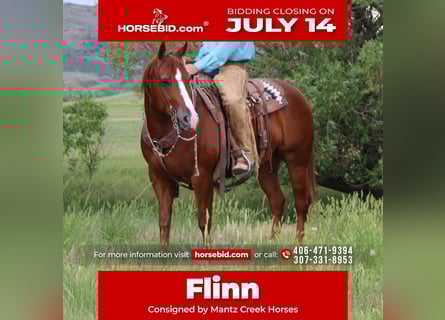 American Quarter Horse, Gelding, 6 years, 15 hh, Sorrel