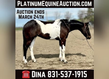 American Quarter Horse, Gelding, 6 years, 15 hh, Tobiano-all-colors