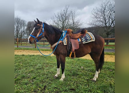 American Quarter Horse Mix, Gelding, 6 years, 15,1 hh, Brown