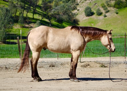 American Quarter Horse, Gelding, 6 years, 15,1 hh, Buckskin