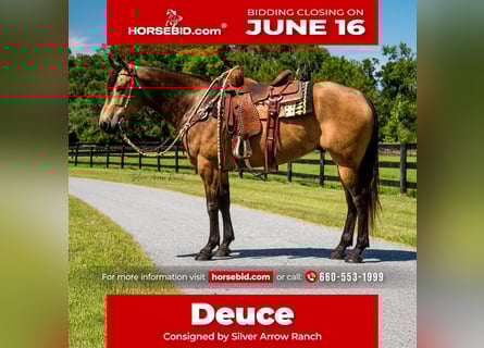 American Quarter Horse, Gelding, 6 years, 15,1 hh, Buckskin