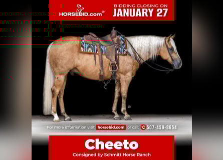 American Quarter Horse, Gelding, 6 years, 15,1 hh, Palomino