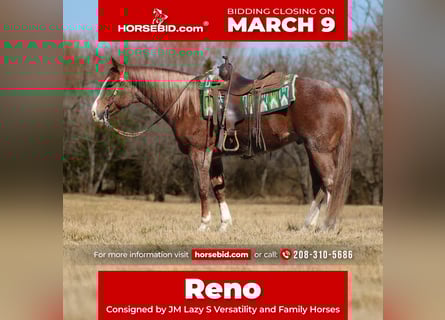 American Quarter Horse, Gelding, 6 years, 15,1 hh, Roan-Red