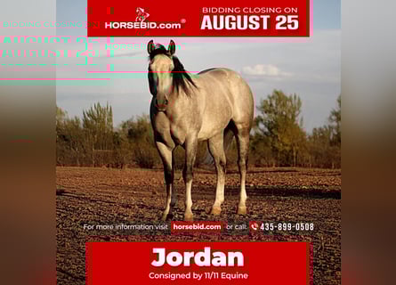 American Quarter Horse, Gelding, 6 years, 15,2 hh, Grey