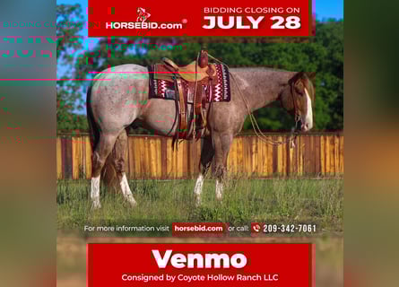 American Quarter Horse, Gelding, 6 years, 15,2 hh, Roan-Red