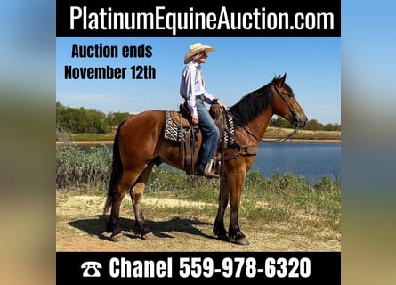 American Quarter Horse, Gelding, 6 years, 15,3 hh, Bay