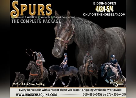 American Quarter Horse, Gelding, 6 years, 15,3 hh, Roan-Blue