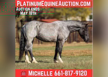 American Quarter Horse, Gelding, 6 years, 15,3 hh, Roan-Blue