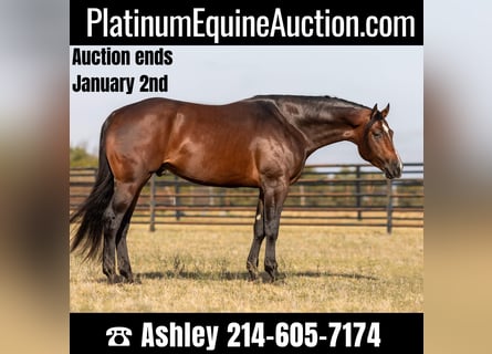 American Quarter Horse, Gelding, 6 years, 16.2 hh, Bay