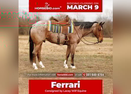 American Quarter Horse, Gelding, 6 years, 16.2 hh, Roan-Bay