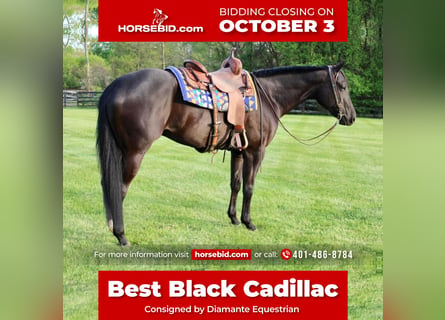 American Quarter Horse, Gelding, 6 years, 16.3 hh, Black
